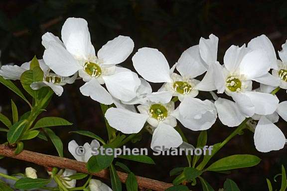 exochorda giraldii 1 graphic